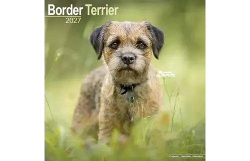 Plenty gifts Kalender 27 border terriers as