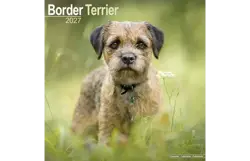 Plenty gifts Kalender 27 border terriers as