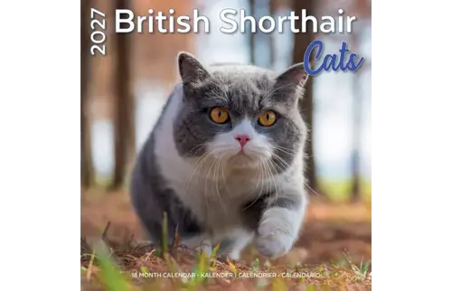Plenty gifts Kalender 27 brit shorth cats pg