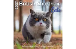 Plenty gifts Kalender 27 brit shorth cats pg