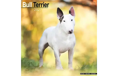 Plenty gifts Kalender 27 bull terriers as