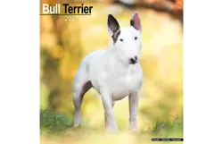 Plenty gifts Kalender 27 bull terriers as