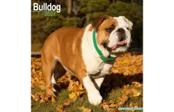 Plenty gifts Kalender 27 bulldogs as