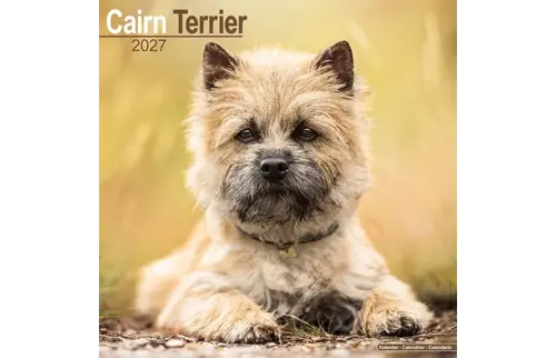 Plenty gifts Kalender 27 cairn terriers as