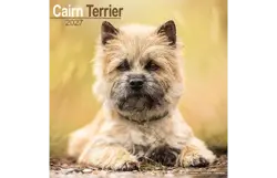 Plenty gifts Kalender 27 cairn terriers as