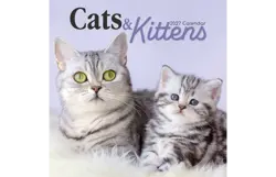 Plenty gifts Kalender 27 cat & kittens gtd