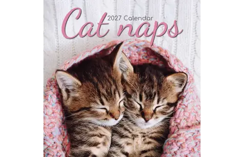 Plenty gifts Kalender 27 cat naps gtd