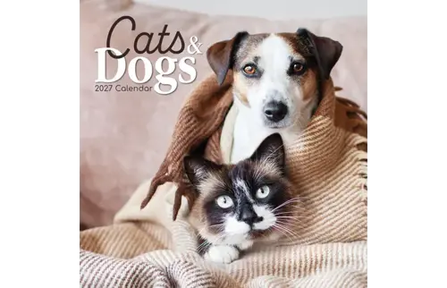Plenty gifts Kalender 27 cats & dogs gtd