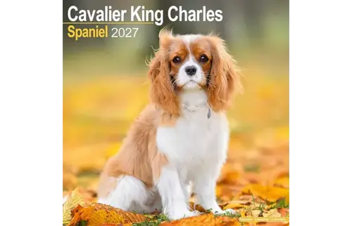 Plenty gifts Kalender 27 cavalier kc as