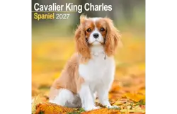 Plenty gifts Kalender 27 cavalier kc as