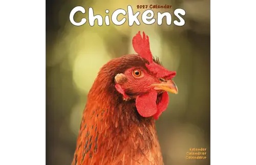 Plenty gifts Kalender 27 chickens as