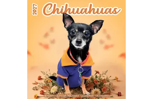 Plenty gifts Kalender 27 chihuahuas studio pg