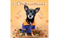 Plenty gifts Kalender 27 chihuahuas studio pg