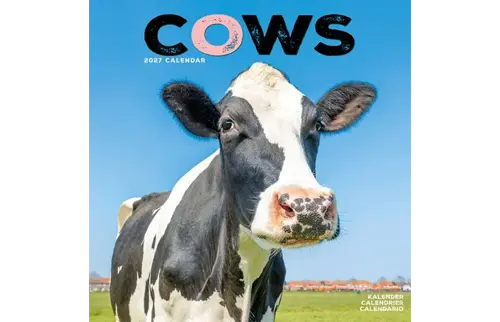Plenty gifts Kalender 27 cows as