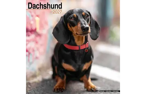 Plenty gifts Kalender 27 dachshunds as