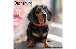 Plenty gifts Kalender 27 dachshunds as
