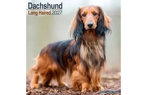Plenty gifts Kalender 27 dachshunds long as