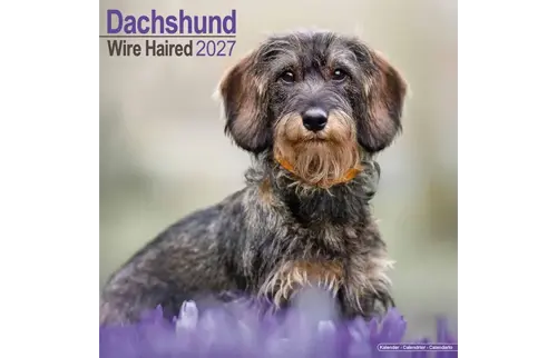 Plenty gifts Kalender 27 dachshunds wire as