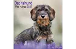 Plenty gifts Kalender 27 dachshunds wire as