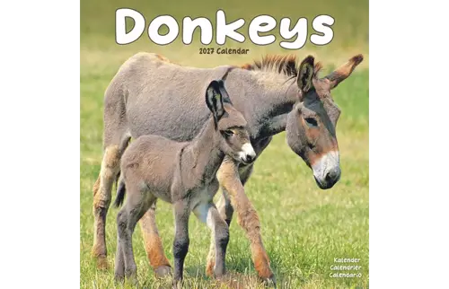 Plenty gifts Kalender 27 donkeys as