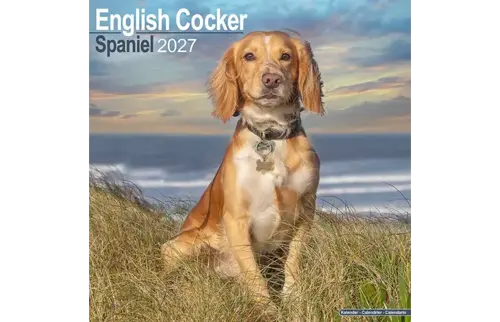 Plenty gifts Kalender 27 eng.cock.spaniels as
