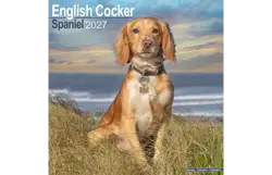 Plenty gifts Kalender 27 eng.cock.spaniels as