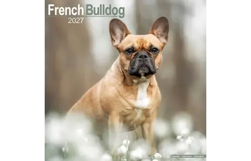 Plenty gifts Kalender 27 french bulldogs as