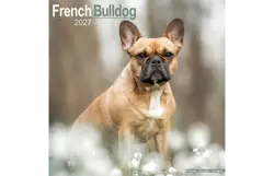 Plenty gifts Kalender 27 french bulldogs as