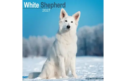 Plenty gifts Kalender 27 germ.sheph.white as