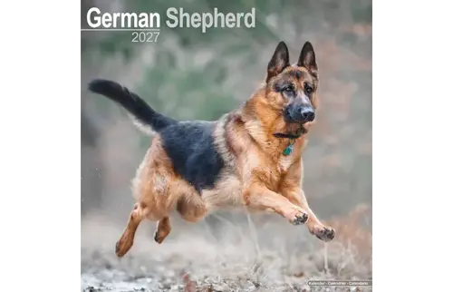 Plenty gifts Kalender 27 german shepherds as