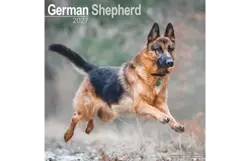 Plenty gifts Kalender 27 german shepherds as