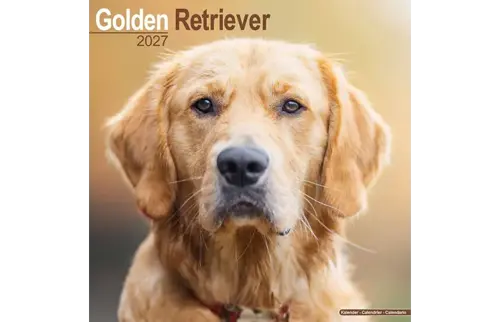 Plenty gifts Kalender 27 golden retrievers as