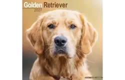Plenty gifts Kalender 27 golden retrievers as
