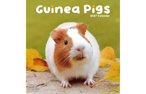 Plenty gifts Kalender 27 guinea pigs as