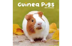 Plenty gifts Kalender 27 guinea pigs as