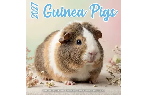 Plenty gifts Kalender 27 guinea pigs studio pg