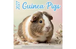 Plenty gifts Kalender 27 guinea pigs studio pg