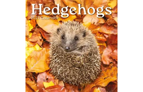 Plenty gifts Kalender 27 hedgehogs gtd