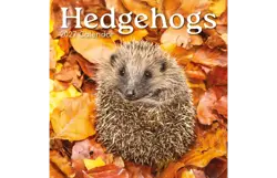 Plenty gifts Kalender 27 hedgehogs gtd