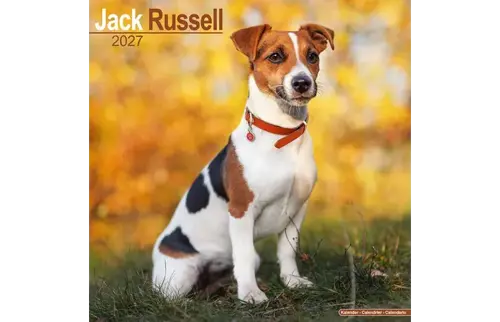 Plenty gifts Kalender 27 jack russell int as