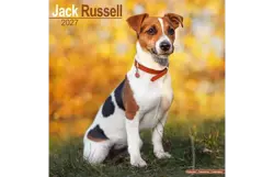 Plenty gifts Kalender 27 jack russell int as