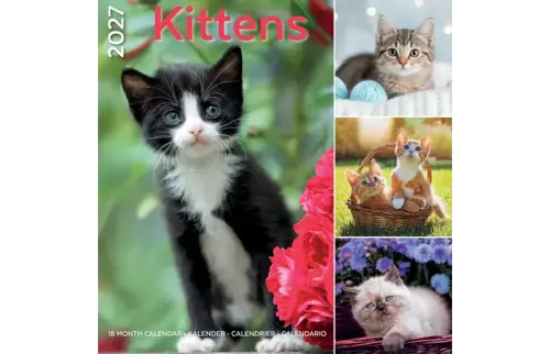 Plenty gifts Kalender 27 kittens pg