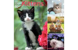 Plenty gifts Kalender 27 kittens pg