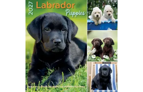 Plenty gifts Kalender 27 lab pup pg