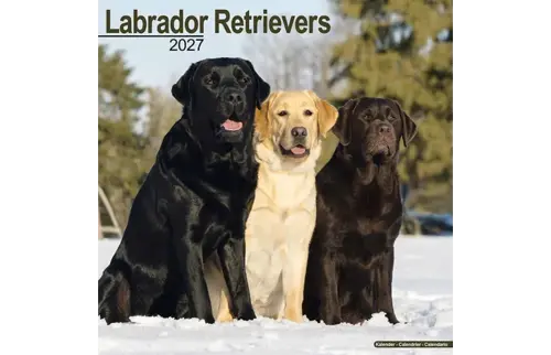 Plenty gifts Kalender 27 lab retrievers as