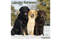 Plenty gifts Kalender 27 lab retrievers as