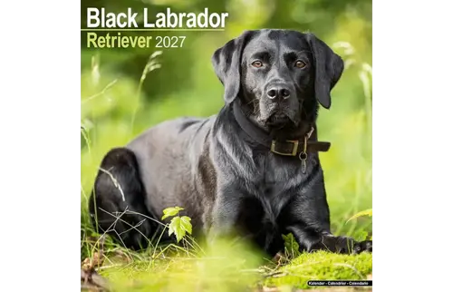 Plenty gifts Kalender 27 lab retrievers black as