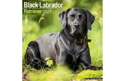 Plenty gifts Kalender 27 lab retrievers black as