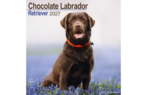 Plenty gifts Kalender 27 lab retrievers choc as