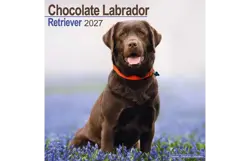 Plenty gifts Kalender 27 lab retrievers choc as
